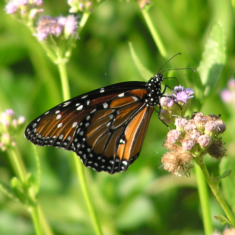 Danaus gilippus