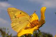 Colias eurytheme