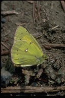 Colias eurytheme