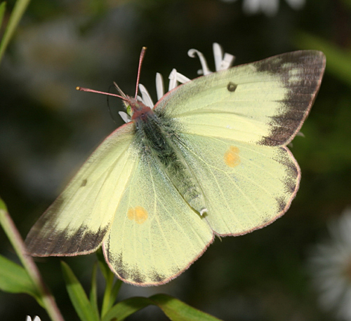 Colias philodice