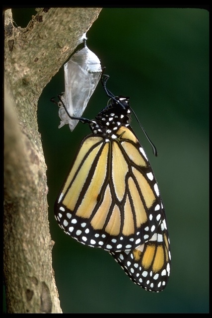 Danaus plexippus