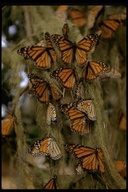 Danaus plexippus