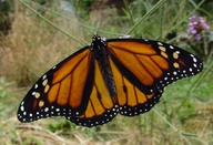 Danaus plexippus