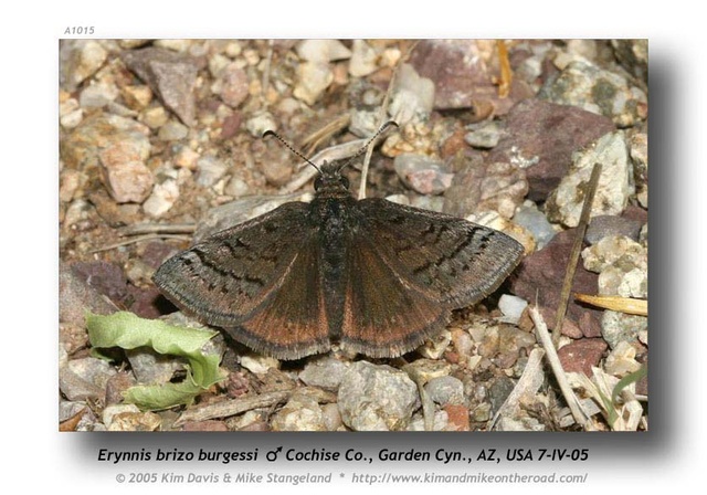 Erynnis brizo lacustra