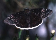 Erynnis funeralis