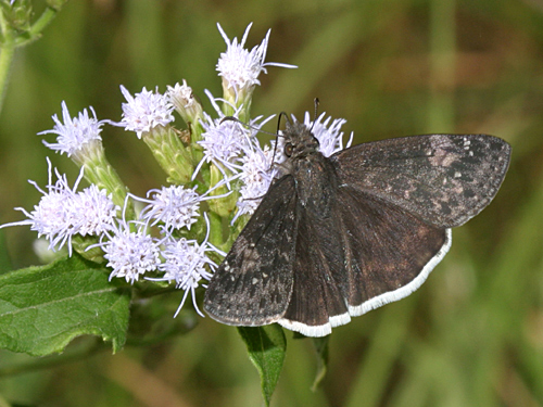 Erynnis funeralis