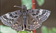 Erynnis icelus