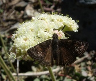 Erynnis pacuvius