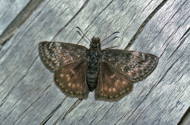 Erynnis persius