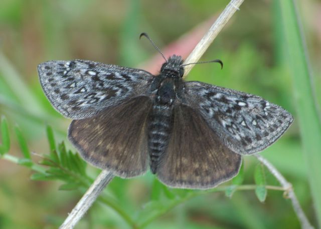 Erynnis propertius