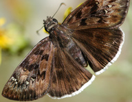 Erynnis tristis