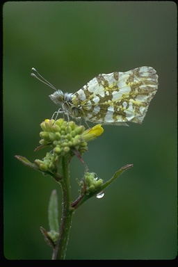 Euchloe ausonides