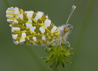 Euchloe ausonides