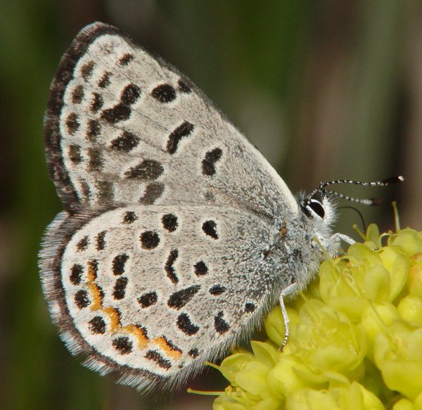 Euphilotes battoides