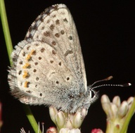 Euphilotes enoptes