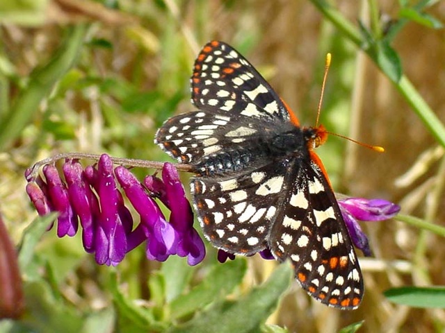 Euphydryas chalcedona