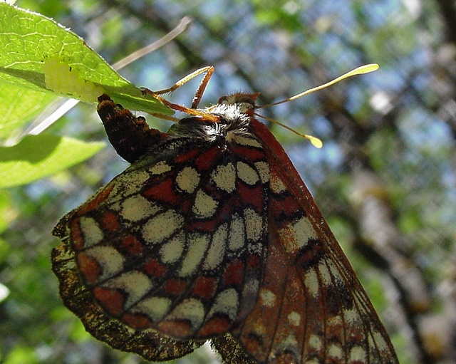 Euphydryas chalcedona