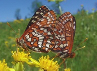 Euphydryas chalcedona