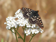 Euphydryas chalcedona