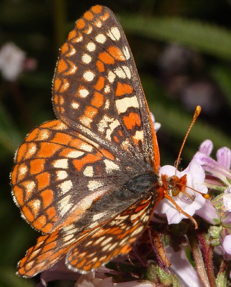 Euphydryas editha