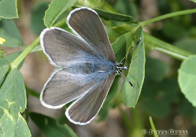 Glaucopsyche lygdamus