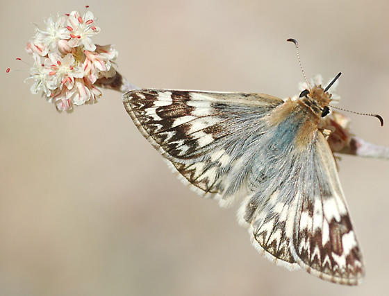 Heliopetes ericetorum