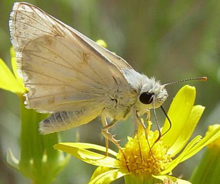 Heliopetes ericetorum