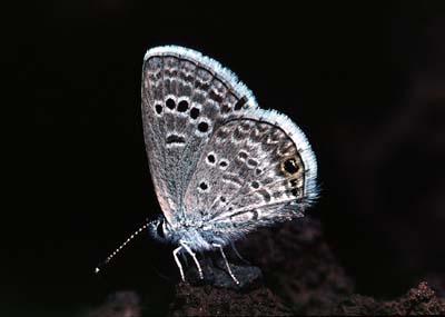 Hemiargus isola