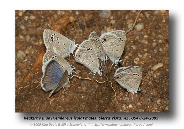 Hemiargus isola