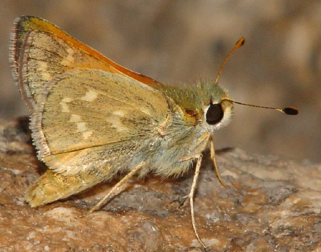 Hesperia colorado harpalus