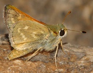 colorado harpalus