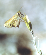 Hesperia colorado ssp.