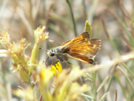 Hesperia colorado ssp.