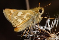 Hesperia lindseyi