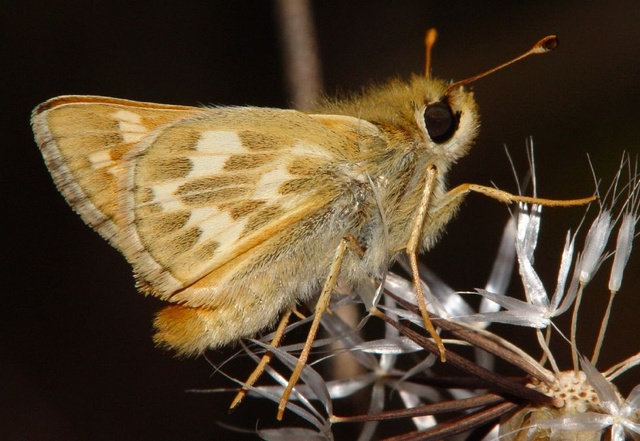 Hesperia lindseyi