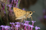 Hylephila phyleus