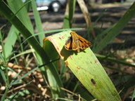 Hylephila phyleus