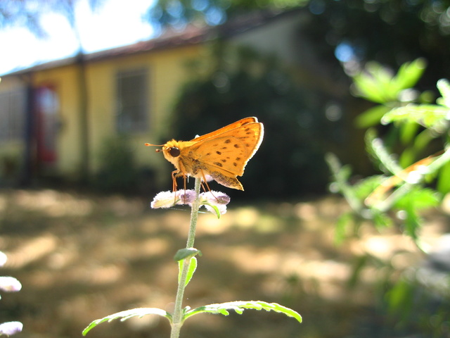 Hylephila phyleus