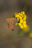 Incisalia augustinus iroides