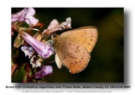 Incisalia augustinus iroides