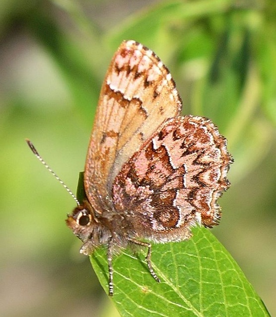 Incisalia eryphon