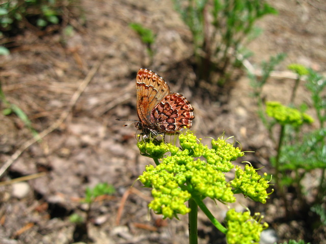 Incisalia eryphon