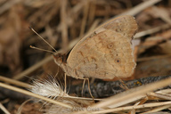 Junonia coenia