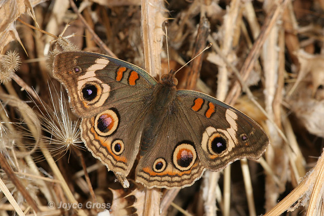 Junonia coenia