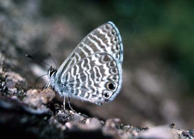 Leptotes marina