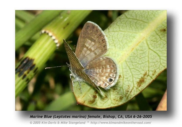 Leptotes marina