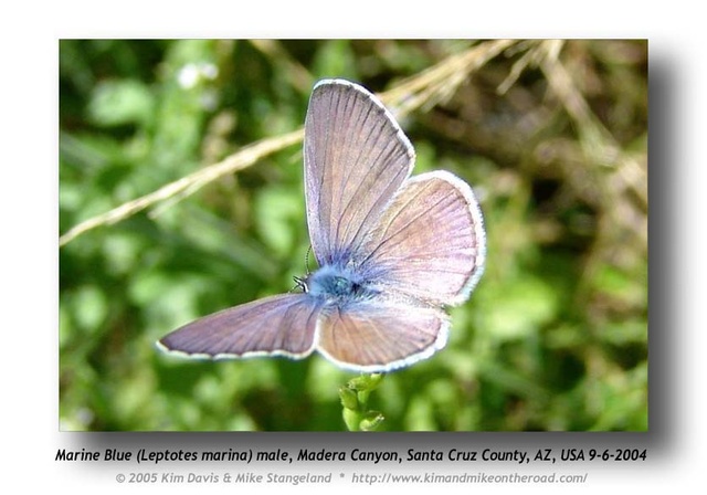 Leptotes marina