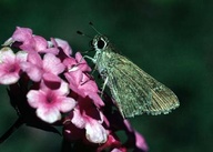 Lerodea eufala