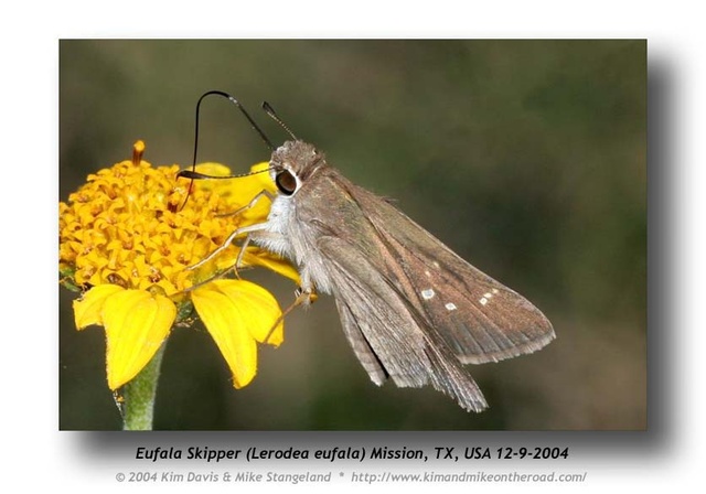 Lerodea eufala