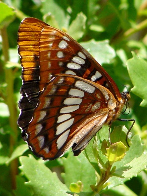 Limenitis lorquini